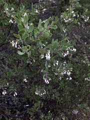 Arctostaphylos bakeri sublaevis