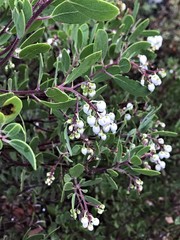 Arctostaphylos bakeri sublaevis
