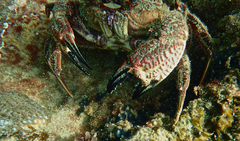 Nectocarcinus integrifrons