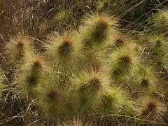 Spinifex longifolius