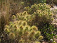 Spinifex longifolius