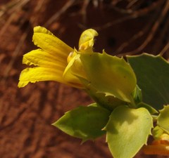 Goodenia panduriformis