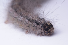 Lepidoptera