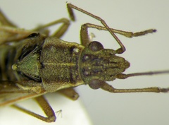 Agraphopus lethierryi