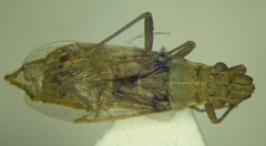 Agraphopus lethierryi