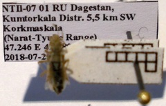 Agraphopus lethierryi