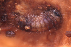 Deudorix epijarbas