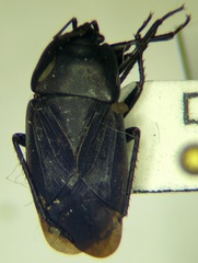 Aellopus atratus