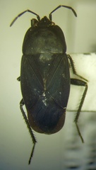 Aellopus atratus