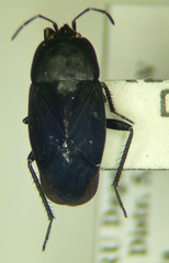 Aellopus atratus