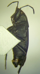 Aellopus atratus