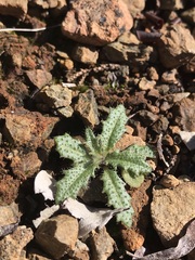 Streptanthus glandulosus hoffmanii