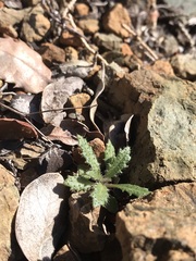 Streptanthus glandulosus hoffmanii