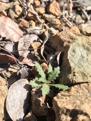 Streptanthus glandulosus hoffmanii