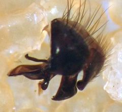 Phaonia caerulescens