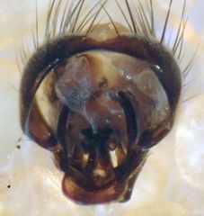 Phaonia caerulescens