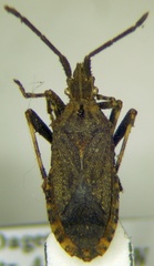 Bothrostethus annulipes