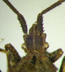 Bothrostethus annulipes