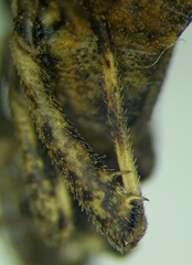 Bothrostethus annulipes