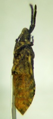 Bothrostethus annulipes