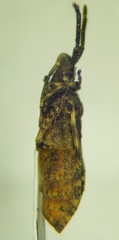 Bothrostethus annulipes