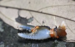 Euastacus urospinosus