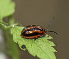 Oides seminigra