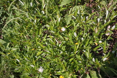 Salix argyrocarpa