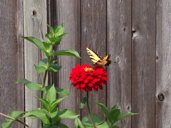 Papilio glaucus glaucus