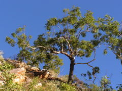 Eucalyptus miniata
