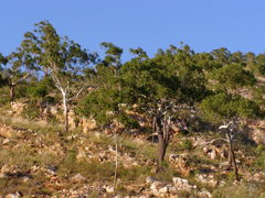 Eucalyptus miniata
