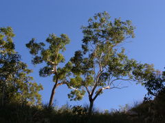 Eucalyptus miniata