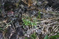 Cardamine bellidifolia