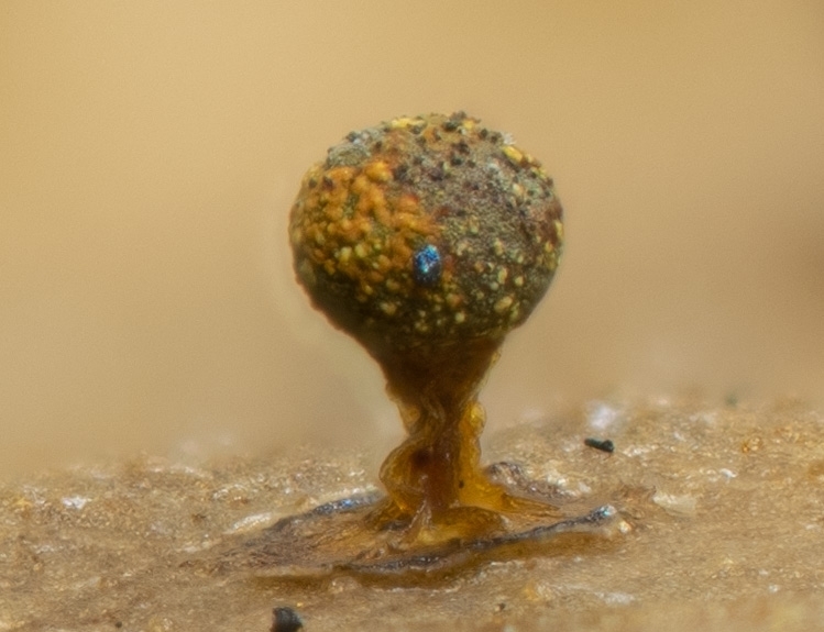 Physarum auriscalpium