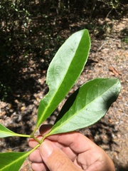Elaeodendron melanocarpum