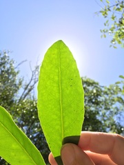 Elaeodendron melanocarpum