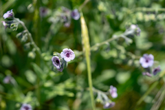 Cynoglossum creticum