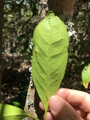 Elaeodendron melanocarpum