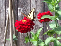 Papilio glaucus glaucus