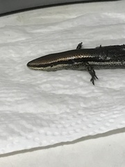 Marisora unimarginata