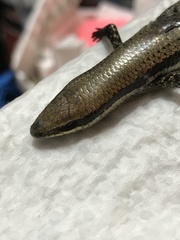 Marisora unimarginata