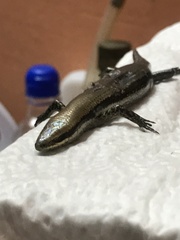 Marisora unimarginata