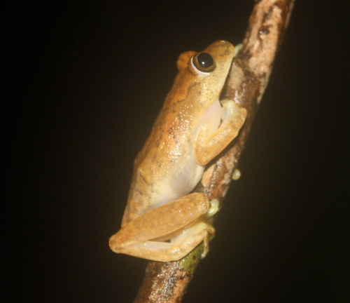 Nimba Reed Frog - Photo no rights reserved