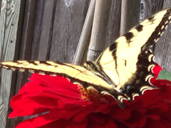 Papilio glaucus glaucus