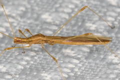 Neoneides muticus