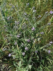 Cynoglossum creticum