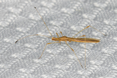 Neoneides muticus