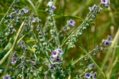 Cynoglossum creticum