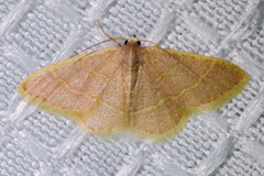 Chlorochlamys appellaria