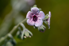 Cynoglossum creticum